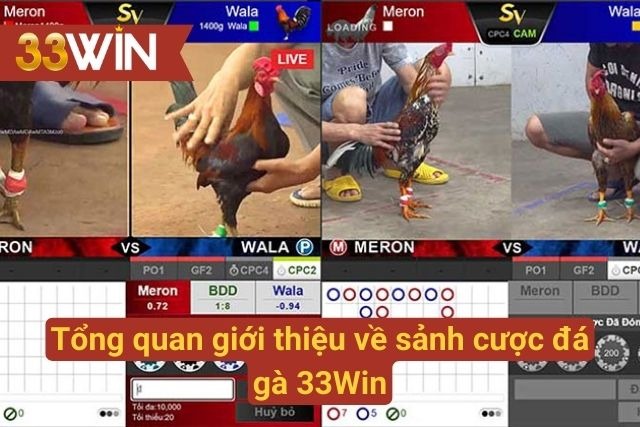 Giới thiệu về sảnh cược chọi gà