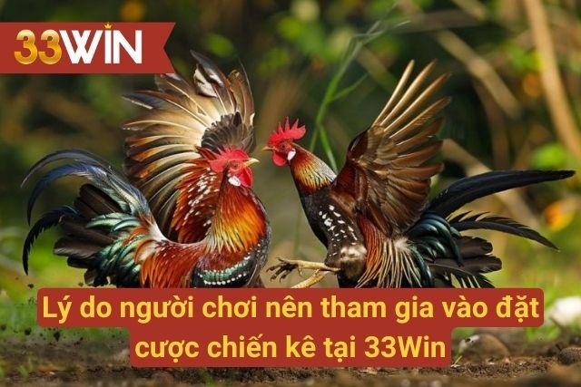 Ưu điểm nổi bật thu hút kê thủ