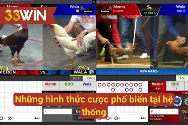 Hình thức chọi gà phổ biến